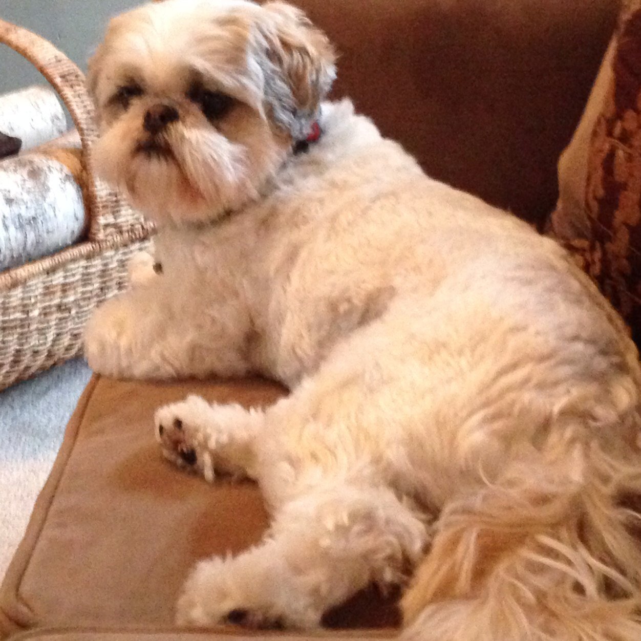 rcj1106's profile picture. 