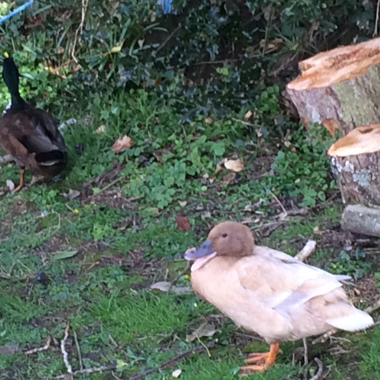 I am Gert the duck & live at the @GSPCA in Guernsey. These are my adventures & thoughts as well as work that goes on by the GSPCA