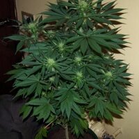 pablo valencia (@pablo_pablo93) 's Twitter Profile