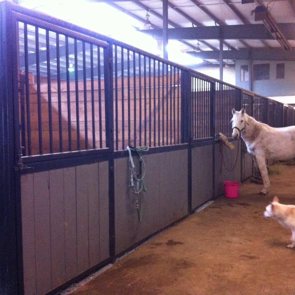 esprixstables's profile picture. We are a High Performance Riding Club located south west of Stony Plain. If you are looking for recreational or therapeutic riding lessons we are your stable!