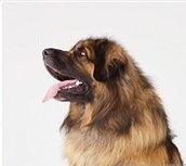 Co máte lidi proti psům? Máme rádi lidi a zvířatá.
What do people have against dogs? We like people and animals