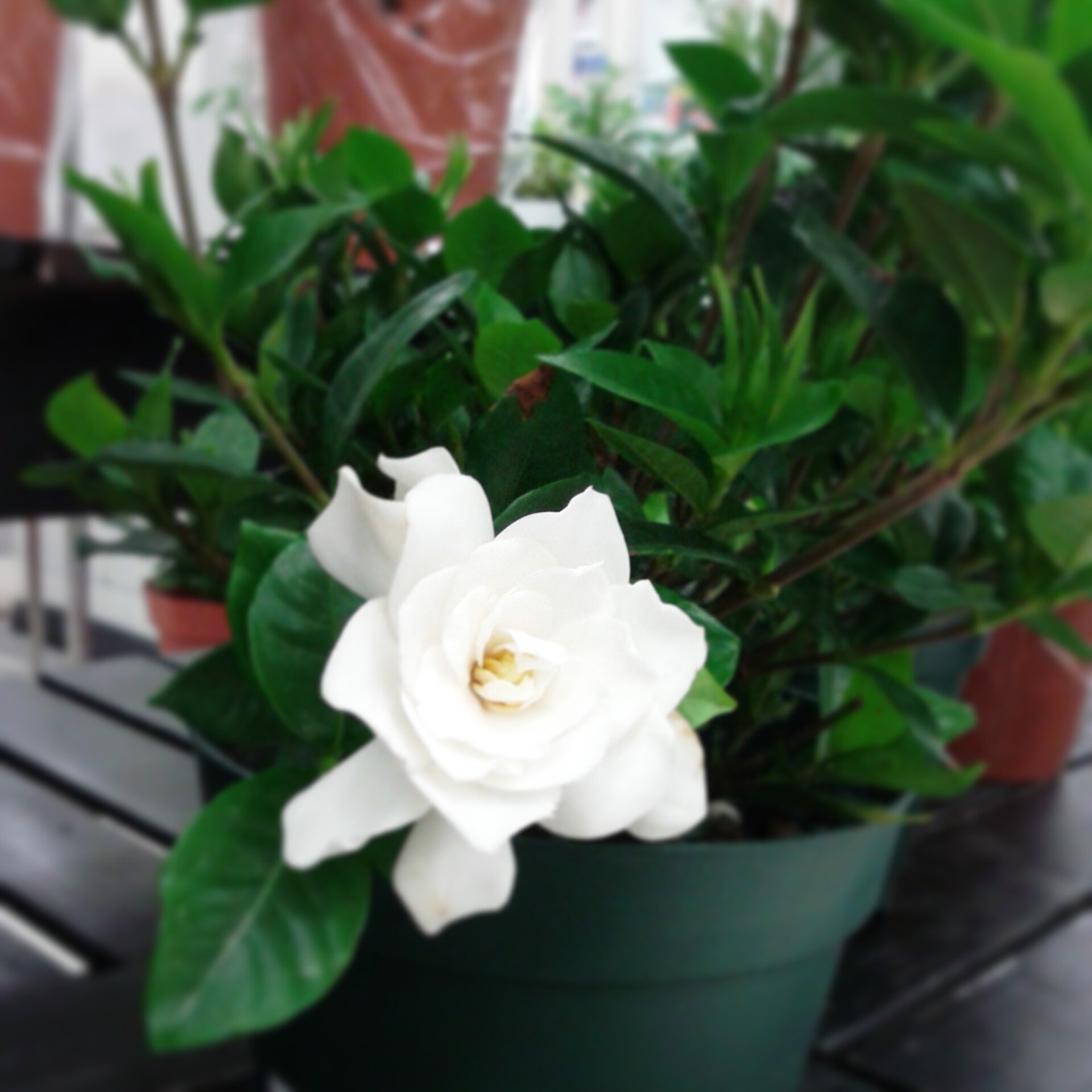 Yumi_yumi___'s profile picture. うどんと園芸と音楽ライブイベントが好きです!!