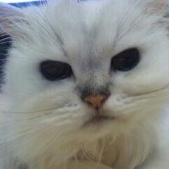 chikoburi's profile picture. ネコ・カープ・ヨガ・山歩き・食べ歩きが好きな広島県人😼