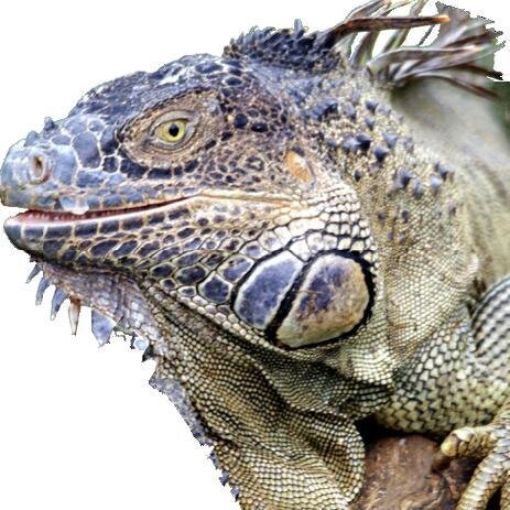 Reptielenspeciaalzaak Arnhem, verkoopt alles op het gebied van reptielen en toebehoren. Verkoop van o.a Exo-terra, Lucky-Reptile, Zoo-med, Altijd voedseldieren