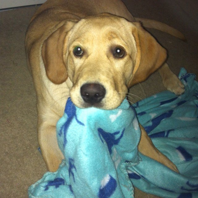 laffertygirls's profile picture. 