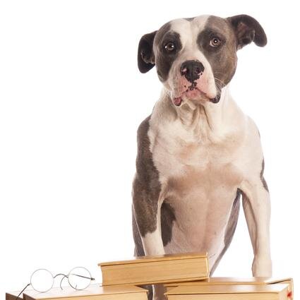 ProfPibble's profile picture. Professor Pit Bull was established to promote the adoption of Pit Bull dogs (and dogs labelled Pit Bull) from NYC ACC animal shelters.