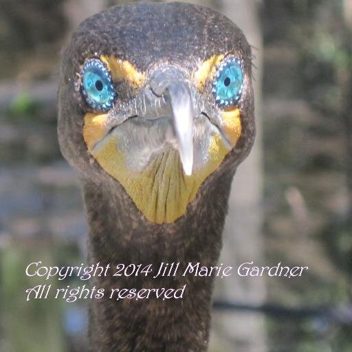 nature photographer, Please follow & retweet All work is for sale DM me or visit my Etsy Store at http://t.co/9J9PyPHpIl