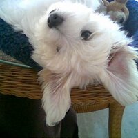 Simplefastcash (@simplefastcash) 's Twitter Profile