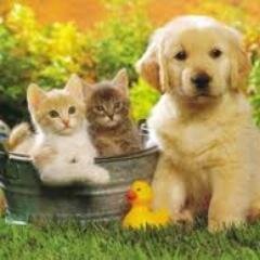 Os animais são amigos tão agradáveis, não fazem perguntas, não criticam.
