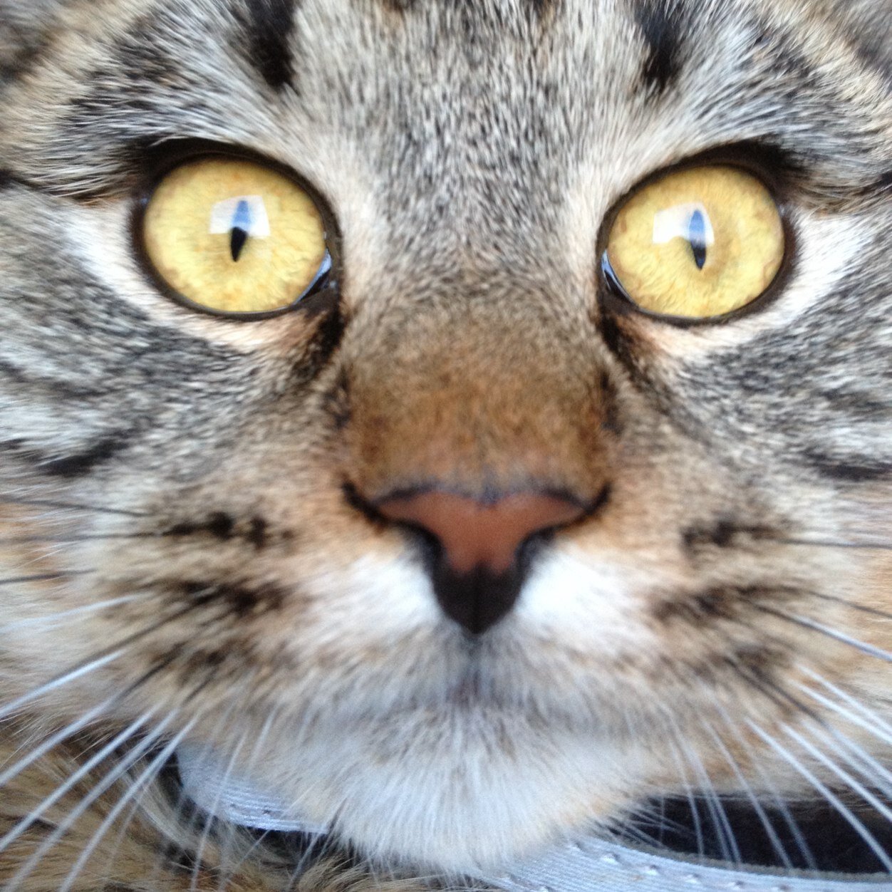 explorergosta's profile picture. 