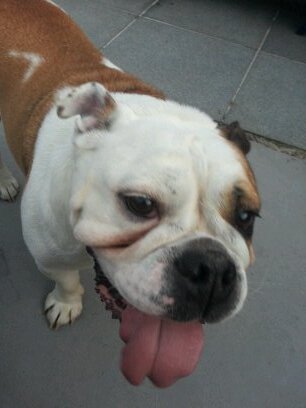 4yrs old and guardian angel for my FAT kid brother Willie @sillybulldogs