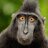 GreaseMacaque's profile image