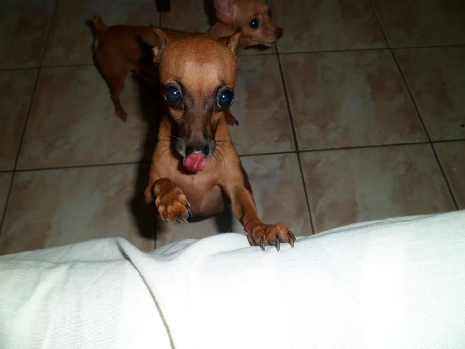 Amo meu marido minha mãe minha familia meus cachorrinhos lindos