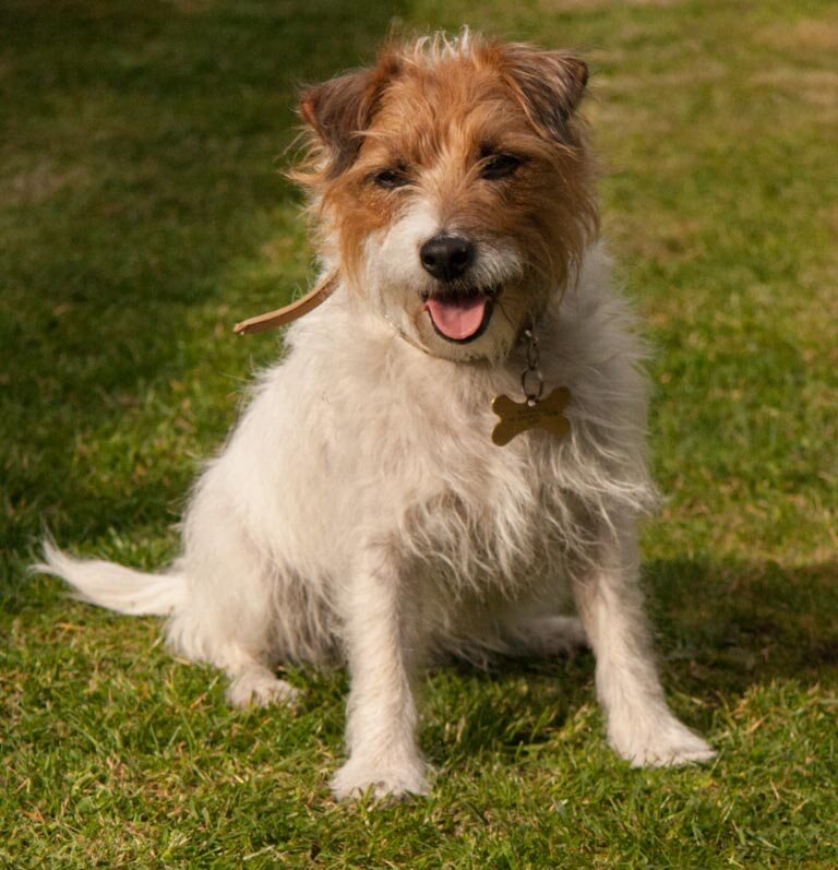 Beautiful dogs deserve to be photographed.                                            Find our page on Facebook under K9Photographers.