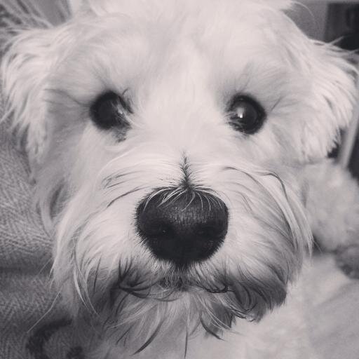Rescued. Adopted. Social Butterfly. I ❤️ U.