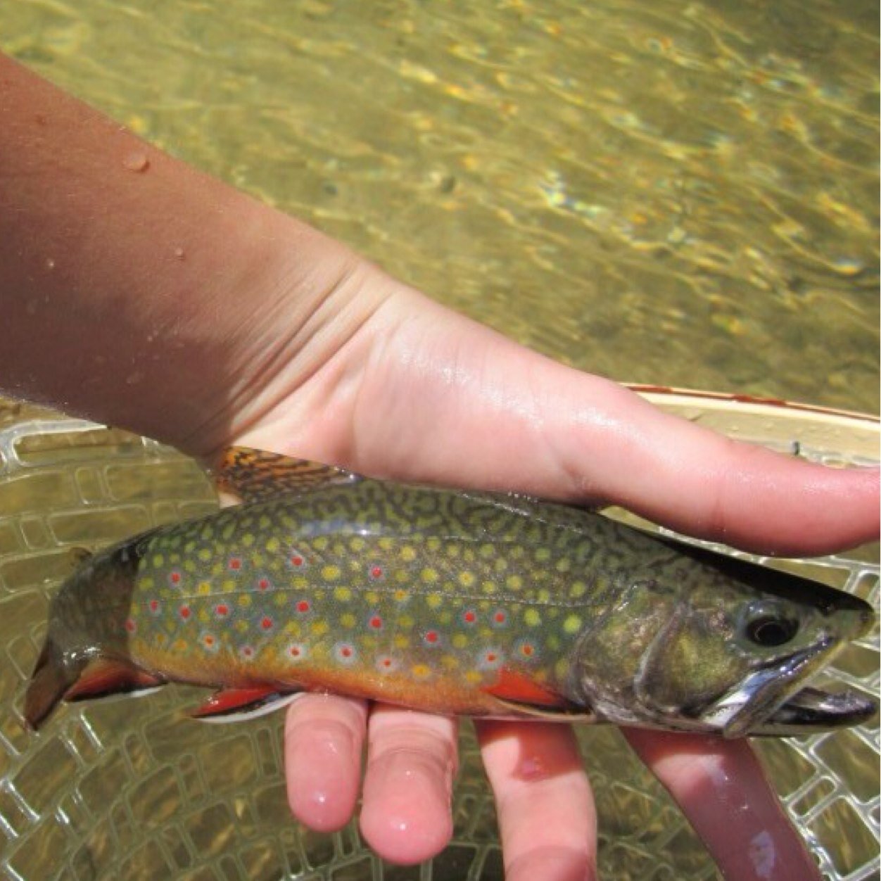 Fly Fishing for Wild Trout in PA
