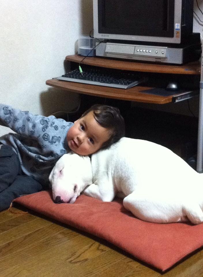Bull terrier funny man extraordinaire!