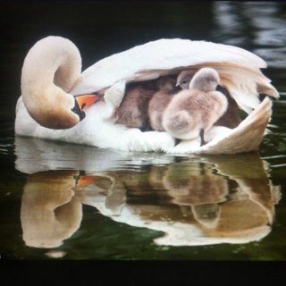 The real Canary Wharf Swan