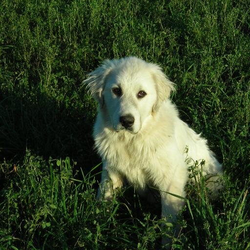 Mint Creek Farm is home to sheep, goats, pigs, cows, turkeys & chickens on organic prairie pastures . We sell meat and eggs to individuals & restaurants.