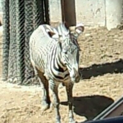るんちゃん