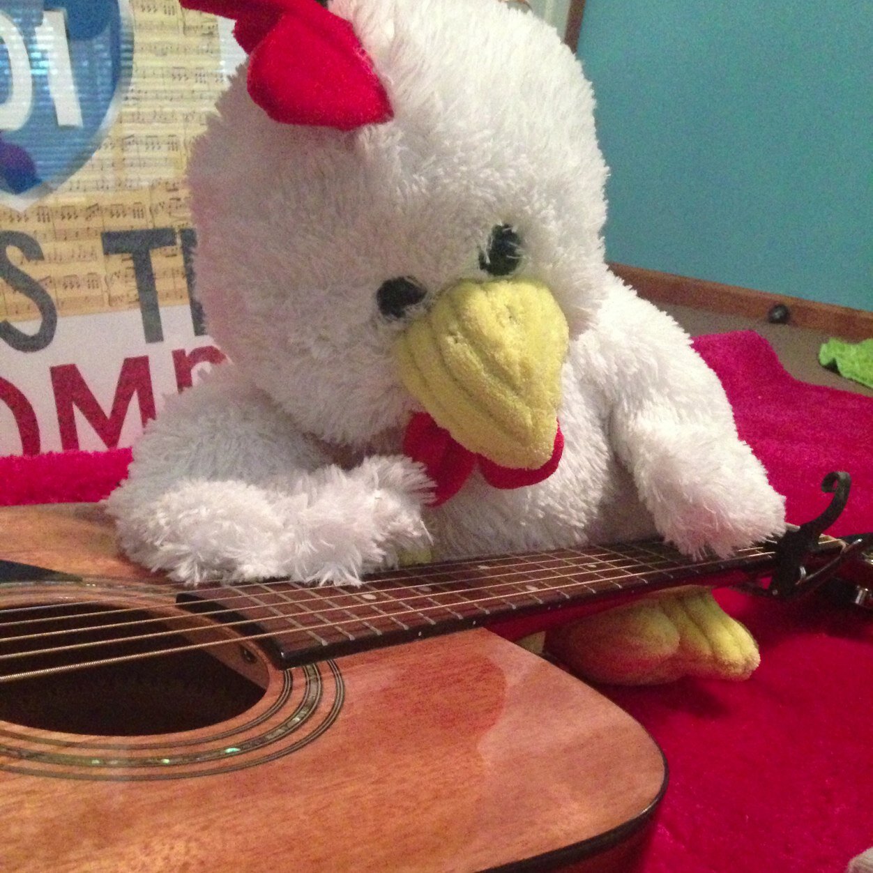 The adventures of the Teddy Chicken!