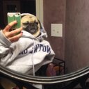 Ella Swanson - @Ella_the_Pug - Twitter
