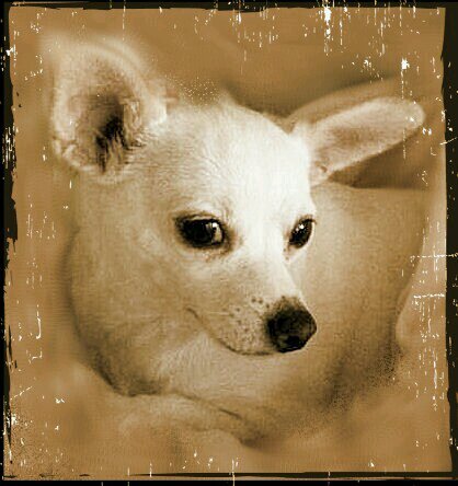 I'm a little girl Chihuahua that was rescued by Animal Shelter Volunteers of Texas. I'm now in my furever home. Please adopt a shelter pet today!