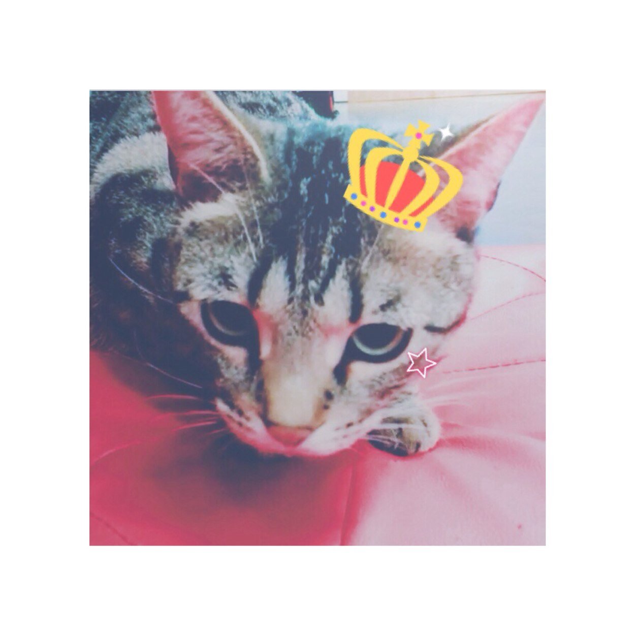 Role player of tigger | prepix | cube family | papa beast | cat ( - ω -)ノ| ทาโร่คือชีวิต | cbf_fam