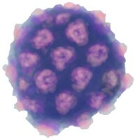 Biol240 (@biol240_2014) 's Twitter Profile