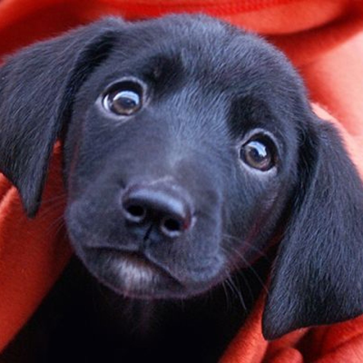 Cute Animal pictures for all