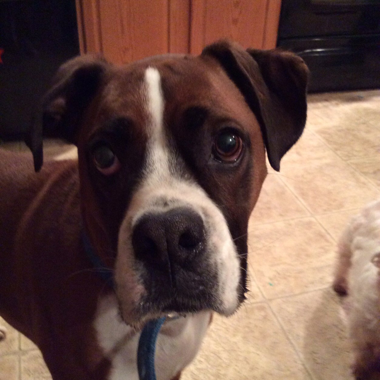 NThedog's profile picture. Live in the moment and work for your goals.  You CAN do it, no you can do ANYTHING!