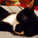 Pam Carey - @pamc245 - Twitter