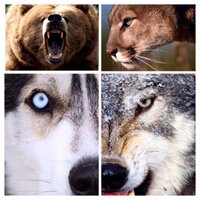 CUSD FOOTBALL (@cusdfootball) 's Twitter Profile