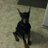 Dobiedawg's profile image