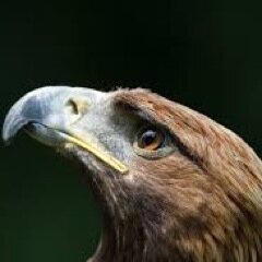 guaguanko15's profile picture. 