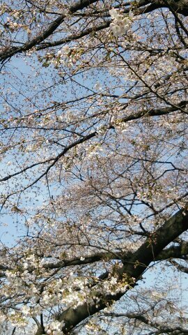 花粉症になったかなぁ～|ω・`)？鼻がむず痒い～
眠い…ｏ(＿＿*)Ｚｚｚ…のろまなカメ…
たまには……|ω`)_？