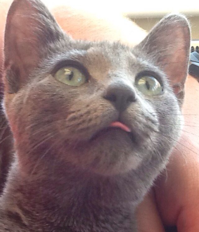 proctor0's profile picture. 