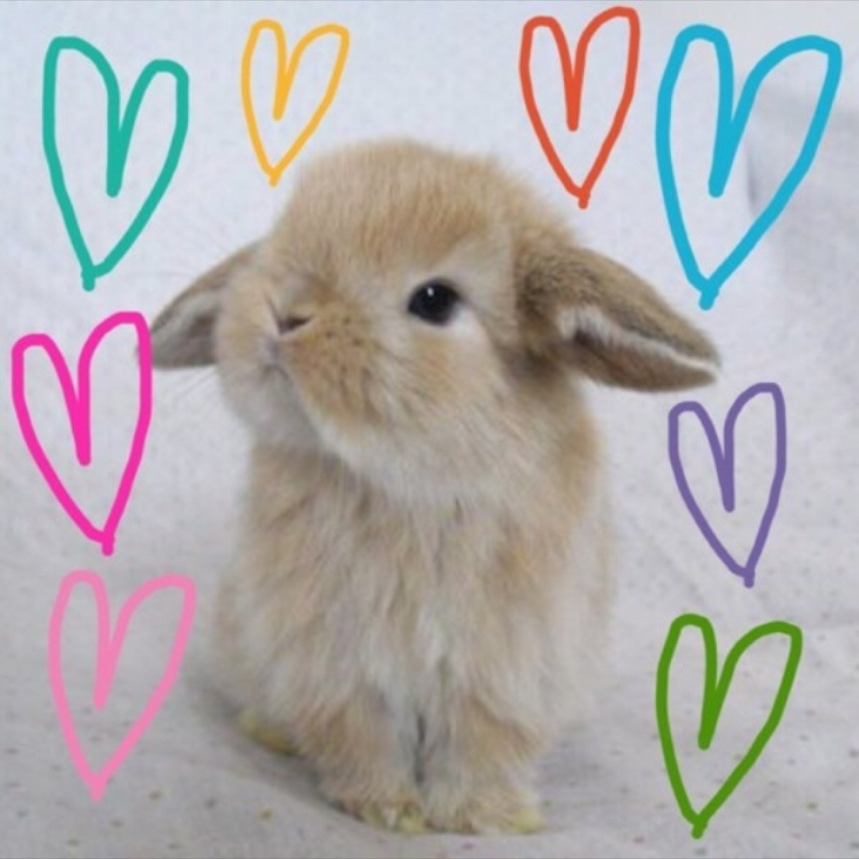 HeartBunnyLove's profile picture. 