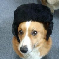 桃太郎親父 (@munakatayoshi) Twitter profile photo