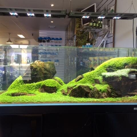 ExoticAquatic's profile picture. Nature Made To Order.