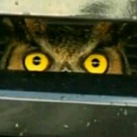 Wies Dierickx (@wiezerik) 's Twitter Profile