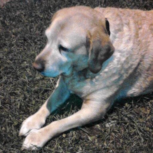 simoraffachicca's profile picture. 