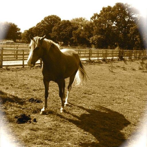 Effective Relief from Pain by aiding the animals’ natural healing process...