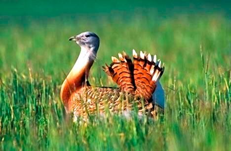 SaveTheAvutarda's profile picture. La avutarda (Otis tarda) está en peligro y en España tenemos más de la mitad de la población mundial. ¿No quieres ayudarla?