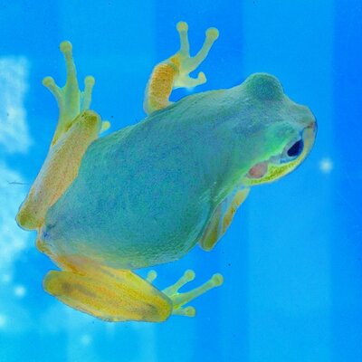 ピパピパ Rana Ishikawae Twitter