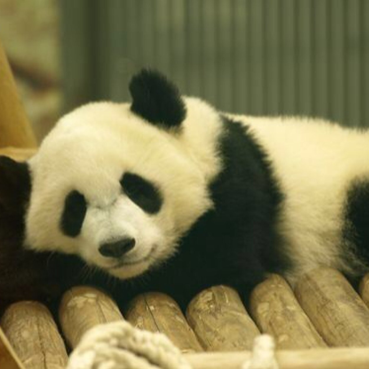 adult_tri05's profile picture. fgs120/FBC/ICU17-4A/OFF-SIDES/Waikato