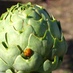 Slow Food San Diego (@slowfoodsd) Twitter profile photo