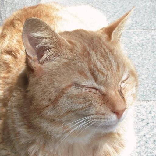 二足歩行の野良猫です。自転車ロードレース観戦にどっぱまりして、
アカウント取り直しました。これで夜中に意味不明ツイートしても、
職場関係に迷惑かけずにすみます（笑）