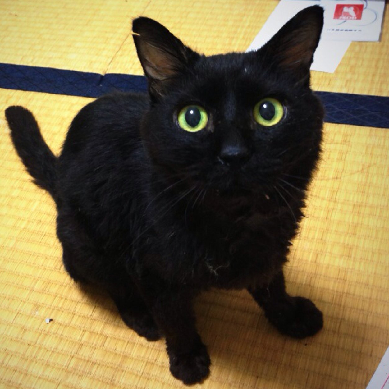 トランスペアレント フェロー諸島 ポスター 猫 種類 黒 Maruthigroup Net トランスペアレント フェロー諸島 ポスター 猫 種類 黒 Maruthigroup Net