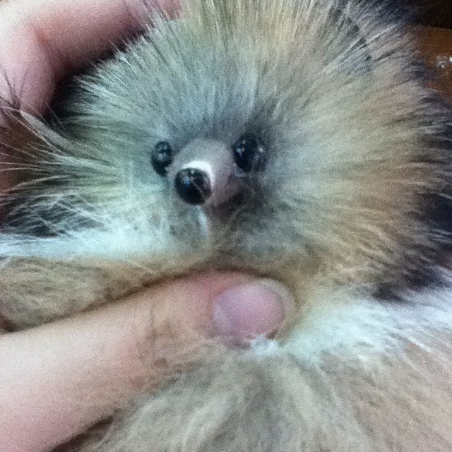 yenoeyyy's profile picture. 